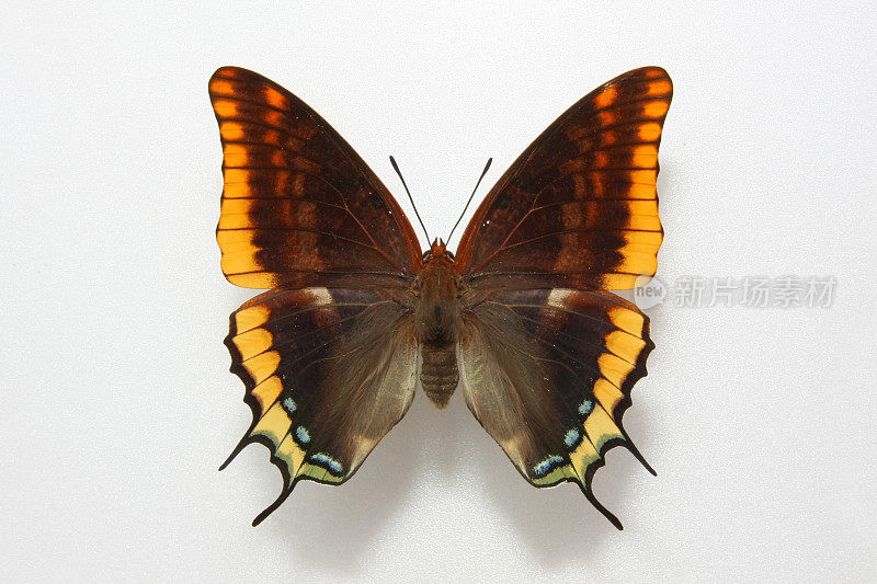 美丽的蝴蝶……Antheraea pernyi吉林